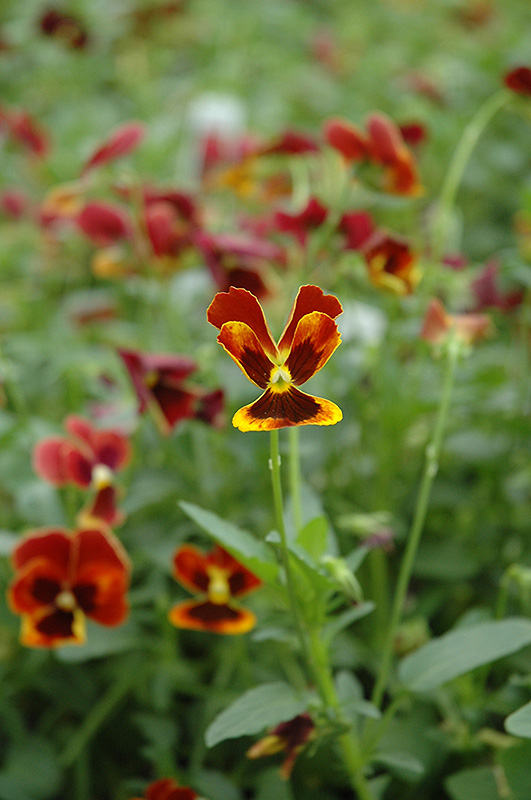Arkwright Ruby Pansy (Viola 'Arkwright Ruby') at Alsip Home and Nursery