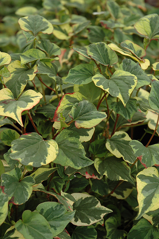 Variegated Chameleon Plant (Houttuynia cordata 'Variegata') at Alsip Home and Nursery