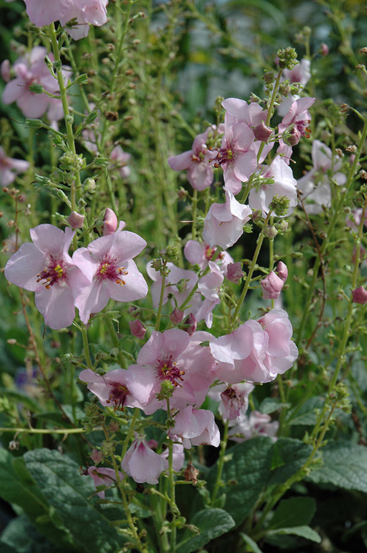 Pink Domino Mullein (Verbascum 'Pink Domino') at Alsip Home and Nursery