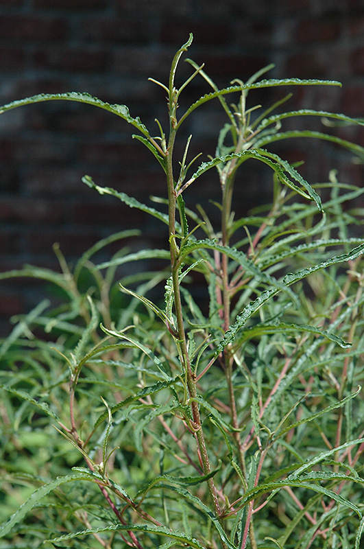 Fine Line Fern Leaf Buckthorn (Rhamnus frangula 'Ron Williams') at Alsip Home and Nursery