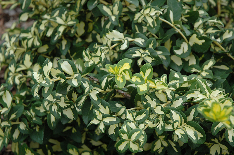 Moonshadow Wintercreeper (Euonymus fortunei 'Moonshadow') at Alsip Home and Nursery