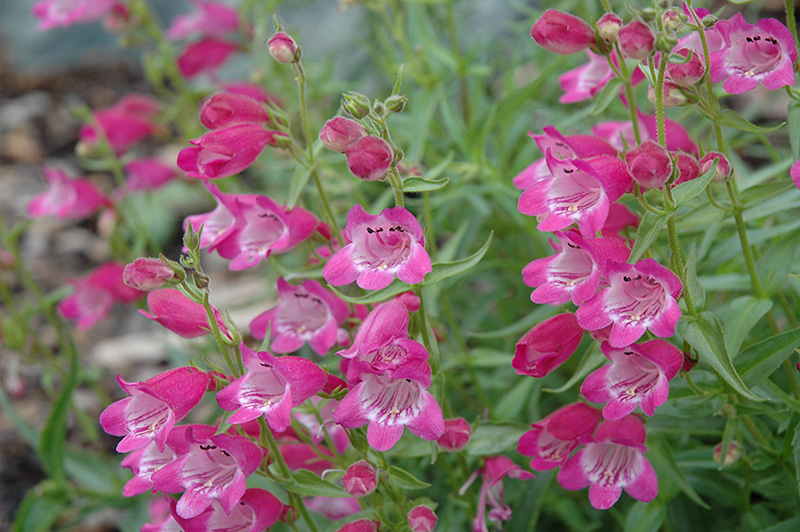 Red Rocks Beard Tongue (Penstemon x mexicali 'Red Rocks') at Alsip Home and Nursery