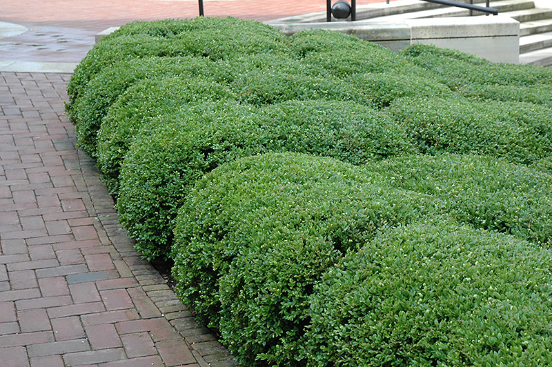 Chicagoland Green Boxwood (Buxus 'Glencoe') at Alsip Home and Nursery