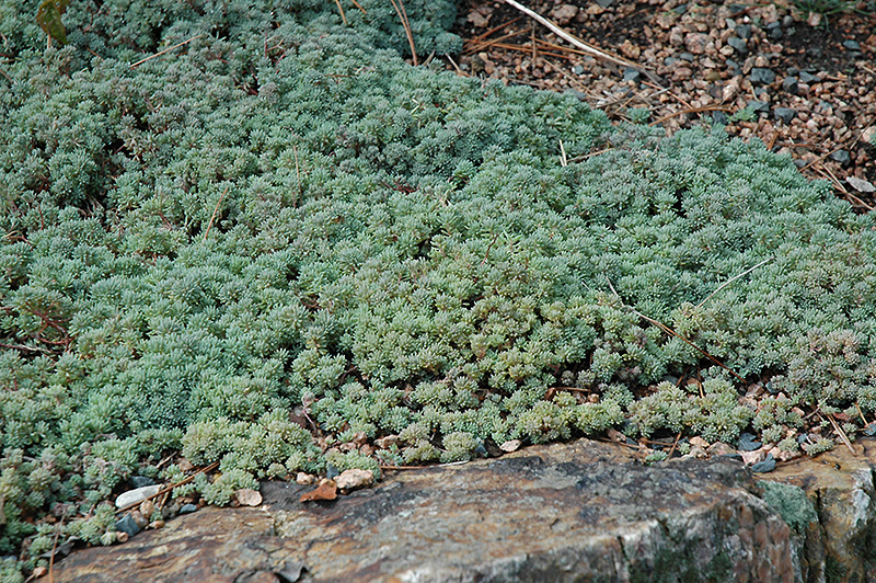 Spanish Stonecrop (Sedum hispanicum) at Alsip Home and Nursery
