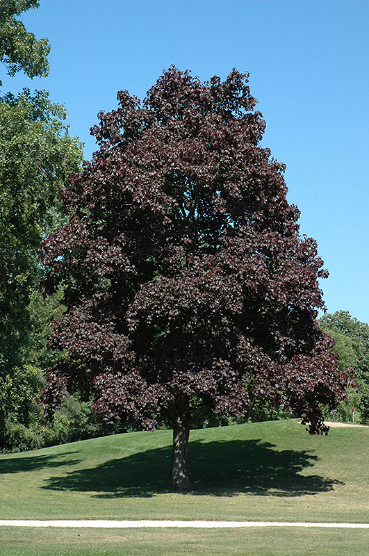 Crimson King Norway Maple (Acer platanoides 'Crimson King') at Alsip Home and Nursery