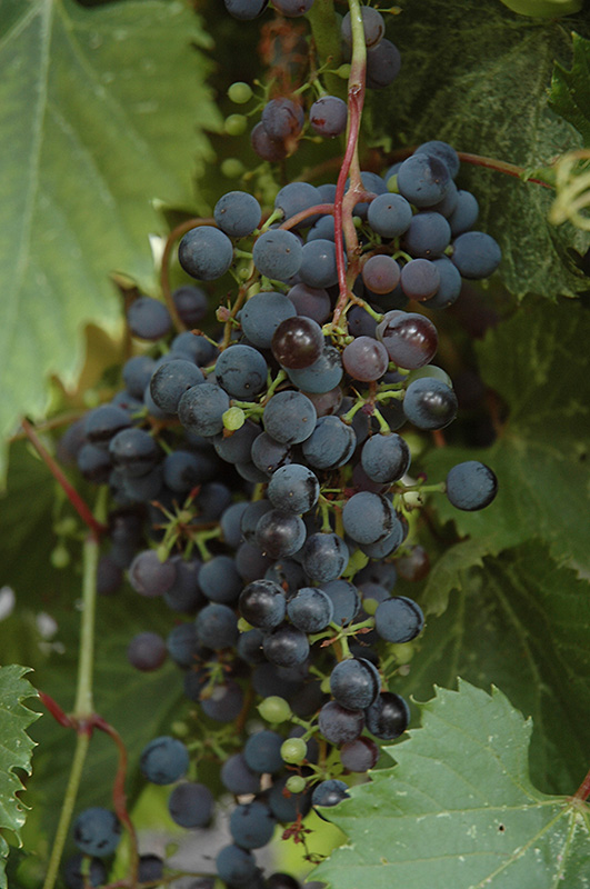 Frontenac Grape (Vitis 'Frontenac') at Alsip Home and Nursery