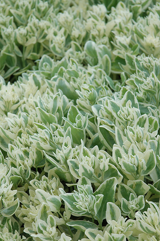 Frosty Morn Stonecrop (Sedum 'Frosty Morn') at Alsip Home and Nursery