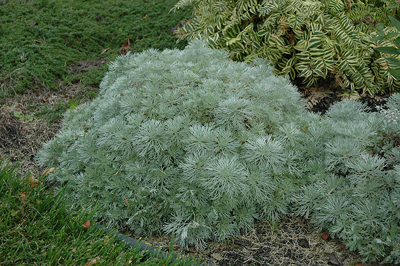 Silver Mound Artemesia (Artemisia schmidtiana 'Silver Mound') at Alsip Home and Nursery