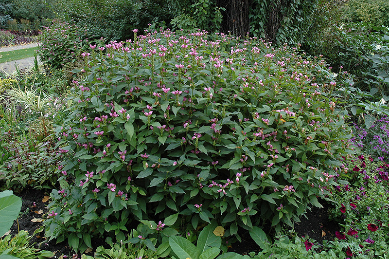 Pink Turtlehead (Chelone obliqua) at Alsip Home and Nursery