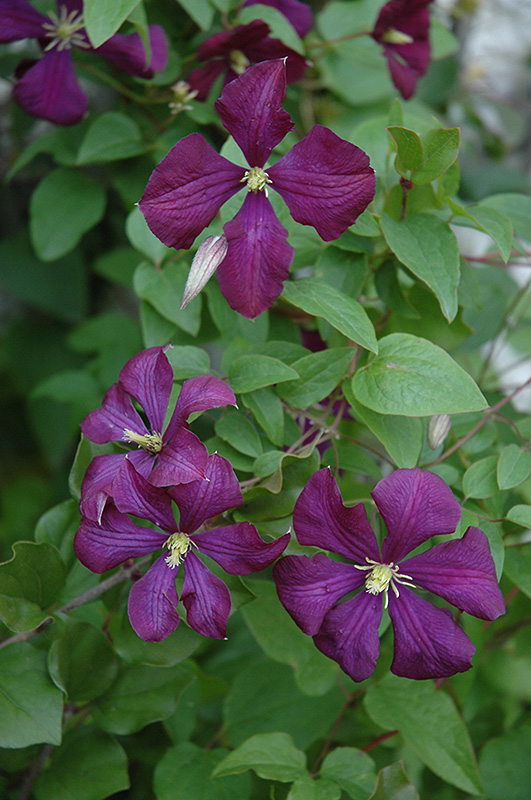 Etoile Violette Clematis (Clematis 'Etoile Violette') at Alsip Home and Nursery