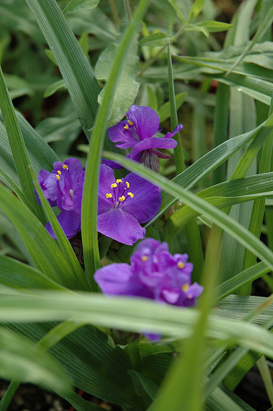 Blue Stone Spiderwort (Tradescantia x andersoniana 'Blue Stone') at Alsip Home and Nursery