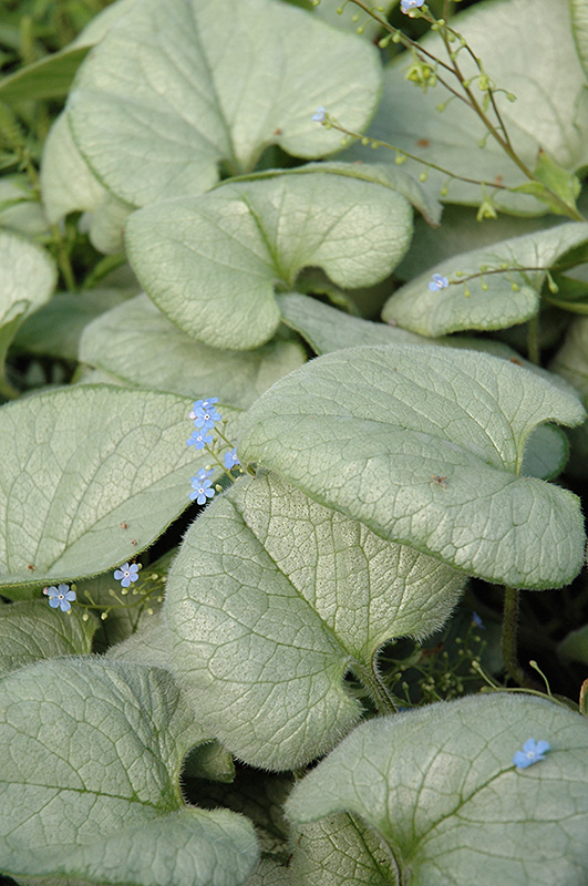 Looking Glass Bugloss (Brunnera macrophylla 'Looking Glass') at Alsip Home and Nursery