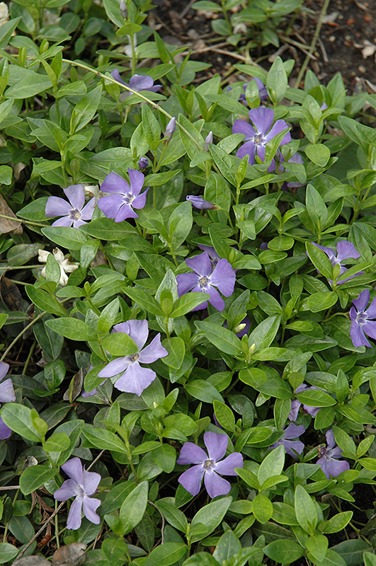 Common Periwinkle (Vinca minor) at Alsip Home and Nursery