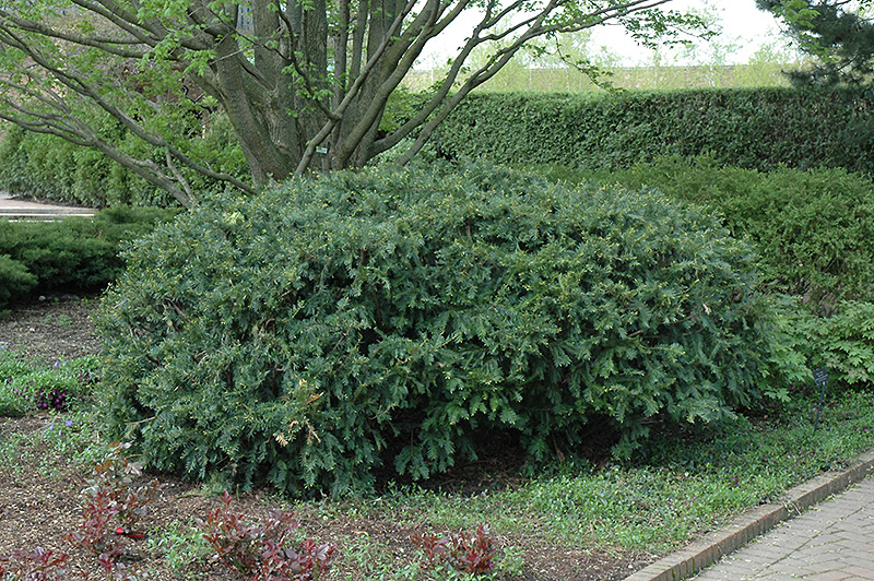 Anderson Yew (Taxus x media 'Andersonii') at Alsip Home and Nursery