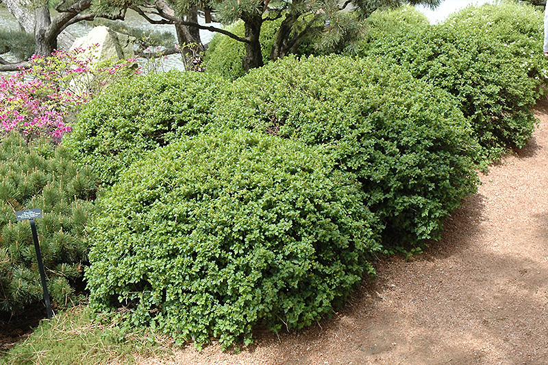 Green Mound Alpine Currant (Ribes alpinum 'Green Mound') at Alsip Home and Nursery