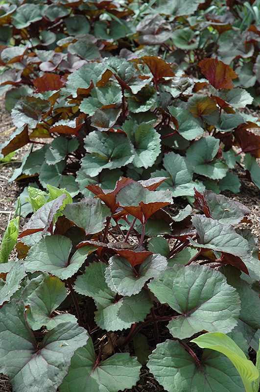 Woerlitzer S Gold Rayflower Ligularia Dentata Woerlitzer S Gold In Frankfort Chicago St Johns Tinley Joliet Orland Illinois Il At Alsip Home And Nursery