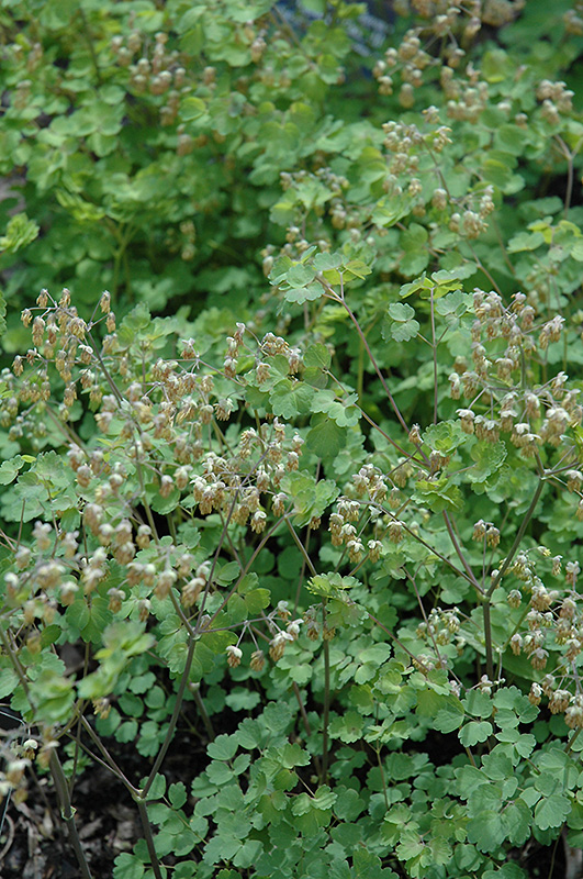 Early Meadow Rue (Thalictrum dioicum) at Alsip Home and Nursery