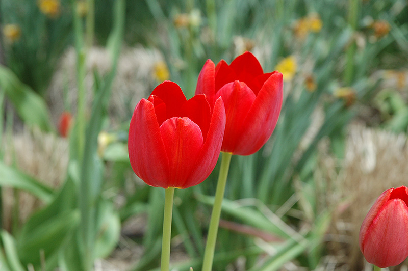 Grand Douceur Tulip (Tulipa 'Grand Douceur') at Alsip Home and Nursery