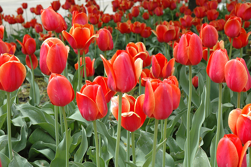 Temple Of Beauty Tulip (Tulipa 'Temple Of Beauty') at Alsip Home and Nursery