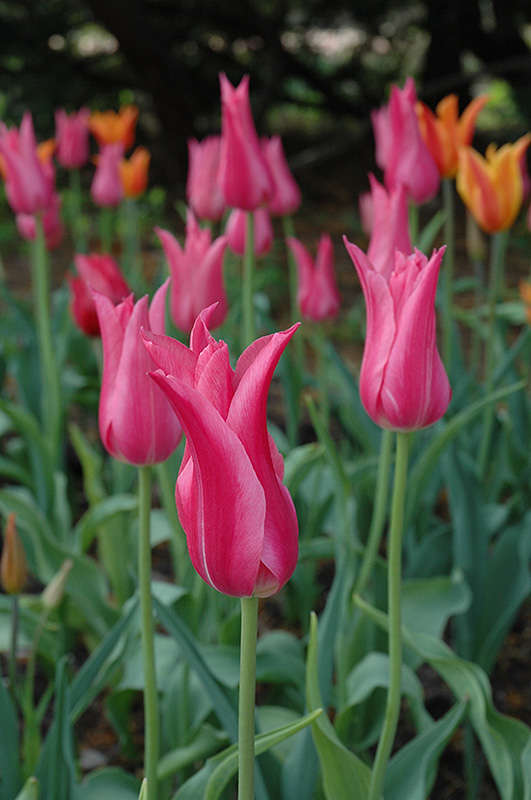 Maybelline Tulip (Tulipa 'Maybelline') at Alsip Home and Nursery