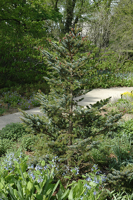 Howell's Dwarf Tigertail Spruce (Picea bicolor 'Howell's Dwarf Tigertail') at Alsip Home and Nursery