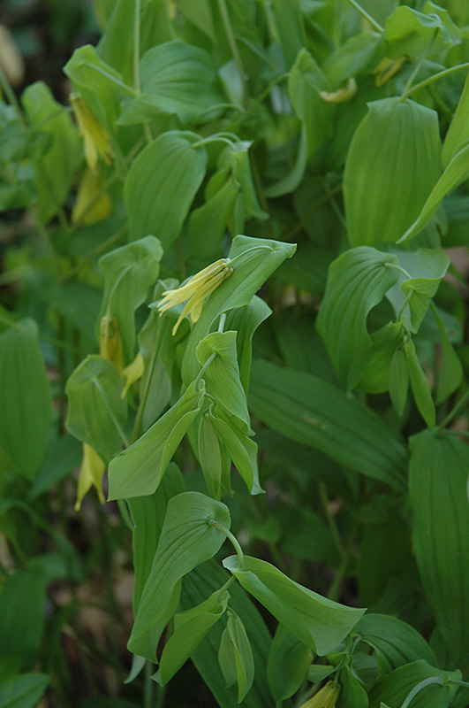 Great Merrybells (Uvularia grandiflora) at Alsip Home and Nursery