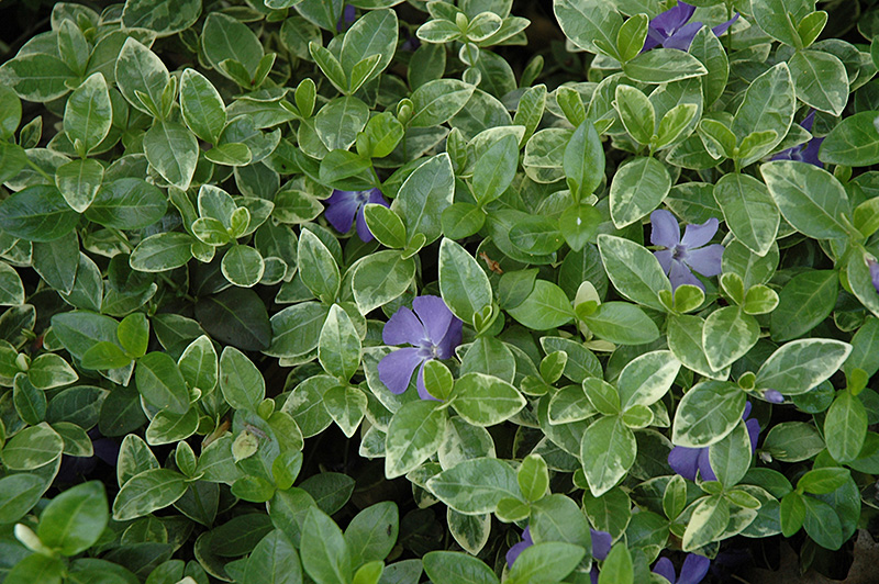 Sterling Silver Periwinkle (Vinca minor 'Sterling Silver') at Alsip Home and Nursery