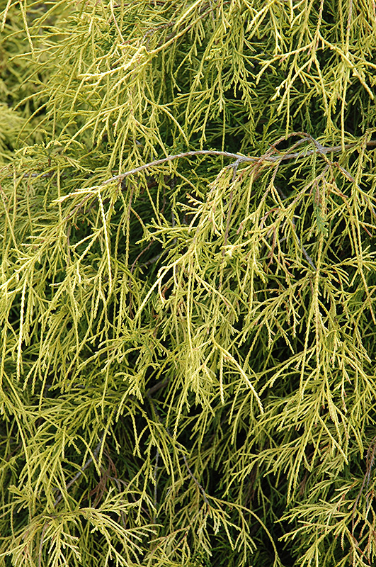 Sungold Falsecypress (Chamaecyparis pisifera 'Sungold') at Alsip Home and Nursery