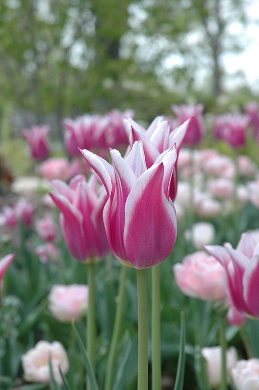 Maytime Tulip (Tulipa 'Maytime') at Alsip Home and Nursery