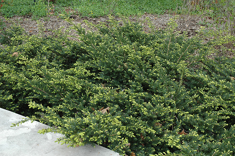 Everlow Yew (Taxus x media 'Everlow') at Alsip Home and Nursery