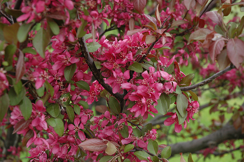 Profusion Flowering Crab (Malus 'Profusion') at Alsip Home and Nursery