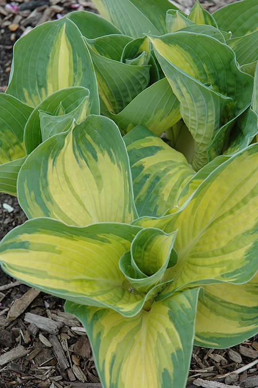 Great Expectations Hosta (Hosta 'Great Expectations') at Alsip Home and Nursery