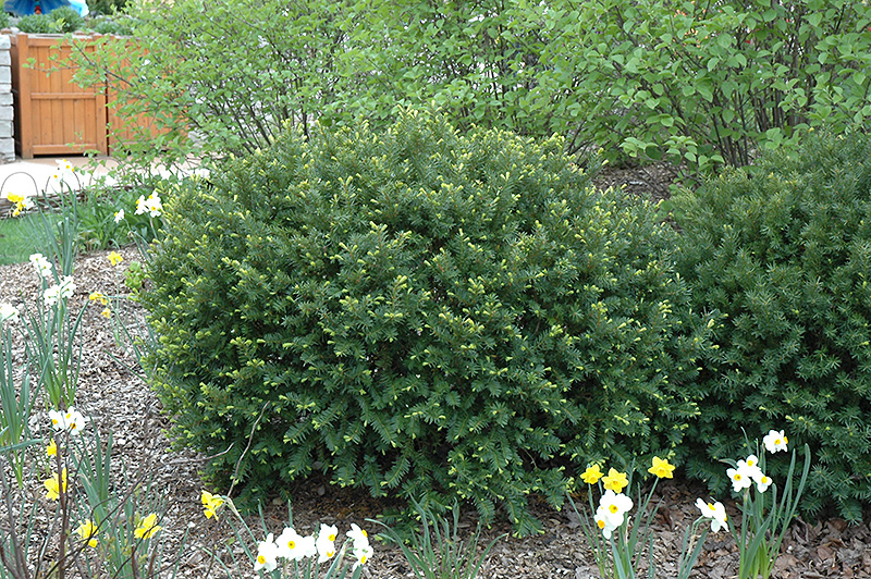 Berg Yew (Taxus x media 'Berg') at Alsip Home and Nursery