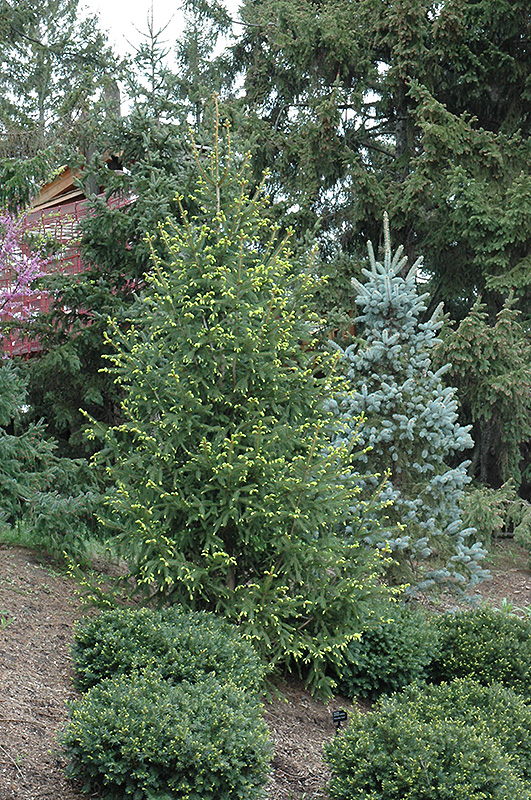 Golden Norway Spruce (Picea abies 'Aurea') at Alsip Home and Nursery