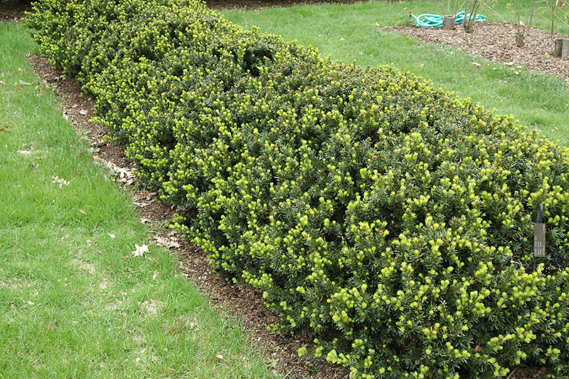Timber Creek (Taxus x media 'Timber Creek') at Alsip Home and Nursery