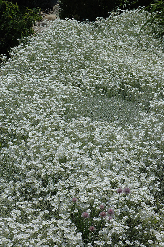 Snow-In-Summer (Cerastium tomentosum) at Alsip Home and Nursery