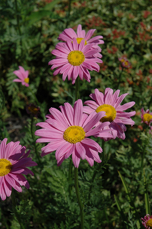 Robinson's Pink Painted Daisy (Tanacetum coccineum 'Robinson's Pink') at Alsip Home and Nursery