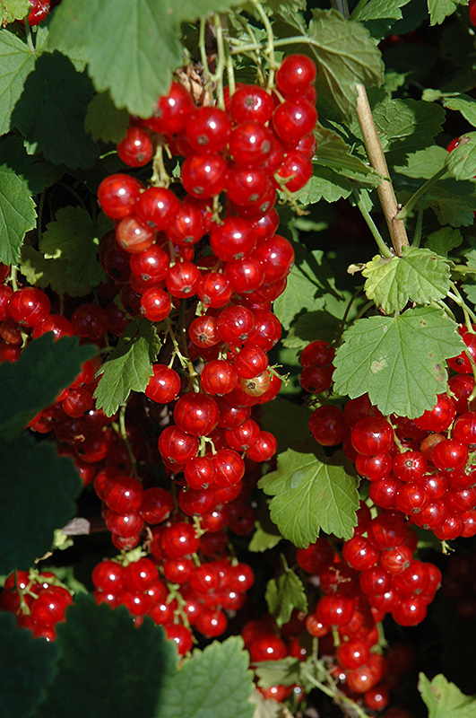 Red Lake Red Currant (Ribes rubrum 'Red Lake') at Alsip Home and Nursery