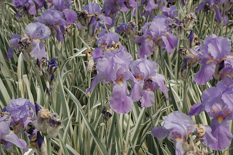 Variegated Sweet Iris (Iris pallida 'Variegata') at Alsip Home and Nursery