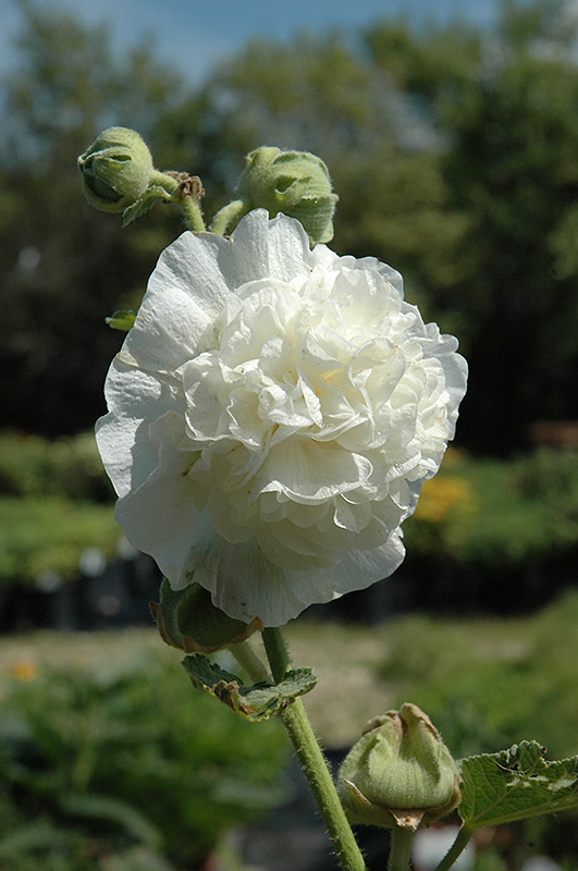 Chater's Double White Hollyhock (Alcea rosea 'Chater's Double White') at Alsip Home and Nursery