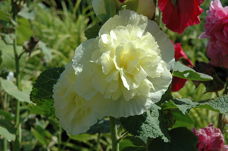 Chater's Double Yellow Hollyhock (Alcea rosea 'Chater's Double Yellow') at Alsip Home and Nursery