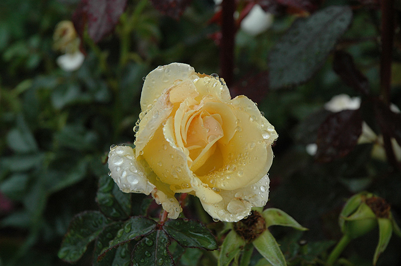 Centennial Rose (Rosa 'BAIcent') at Alsip Home and Nursery