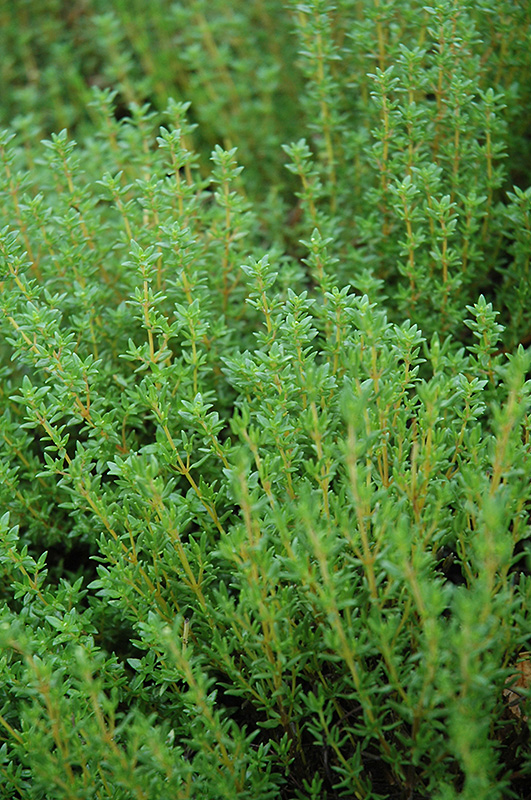 Common Thyme (Thymus vulgaris) at Alsip Home and Nursery