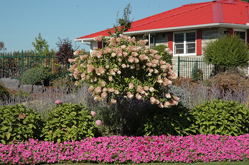 Tree Form Pee Gee Hydrangea (Hydrangea paniculata 'Grandiflora (tree form)') at Alsip Home and Nursery