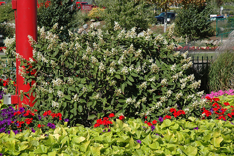 Compact Pee Gee Hydrangea (Hydrangea paniculata 'Pee Gee Compact') at Alsip Home and Nursery