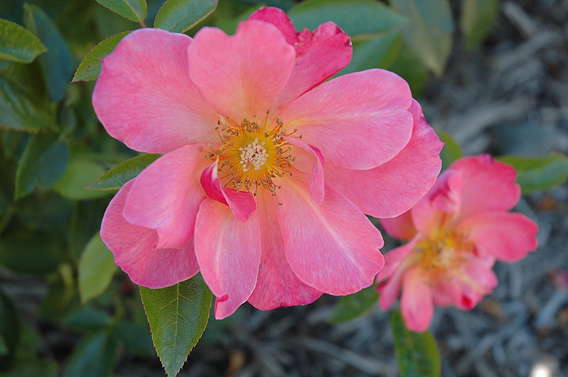 All The Rage Rose (Rosa 'All The Rage') at Alsip Home and Nursery