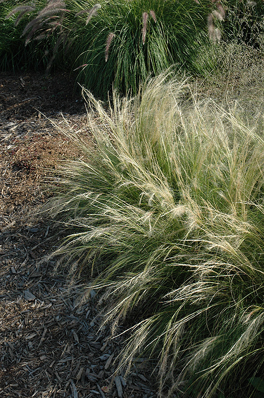 Pony Tails Mexican Feather Grass (Stipa tenuissima 'Pony Tails') at Alsip Home and Nursery