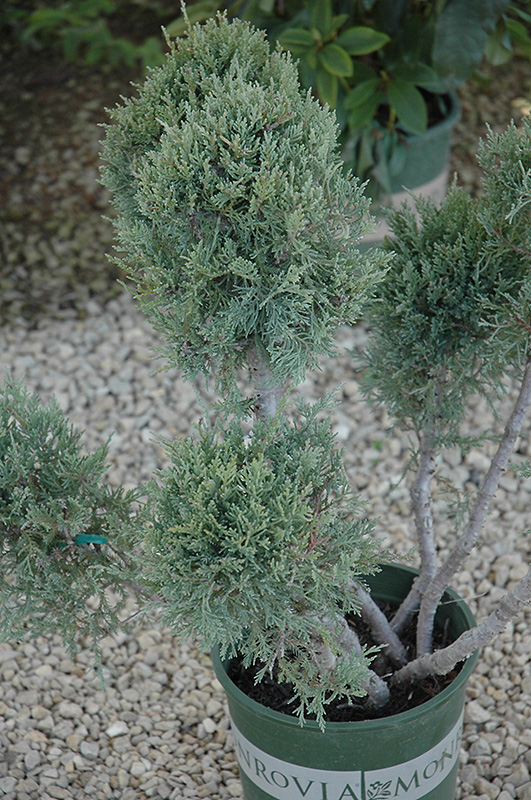 Hetz Blue Juniper (pom pom) (Juniperus chinensis 'Hetz Blue (pom pom)') at Alsip Home and Nursery
