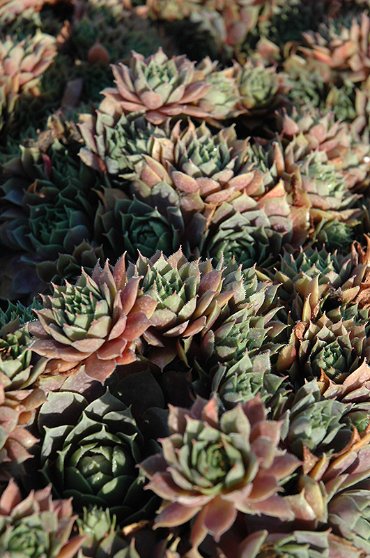 Red Heart Hens And Chicks (Sempervivum 'Red Heart') at Alsip Home and Nursery