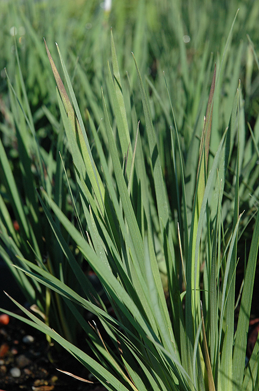 Lucerne Blue-Eyed Grass (Sisyrinchium angustifolium 'Lucerne') at Alsip Home and Nursery